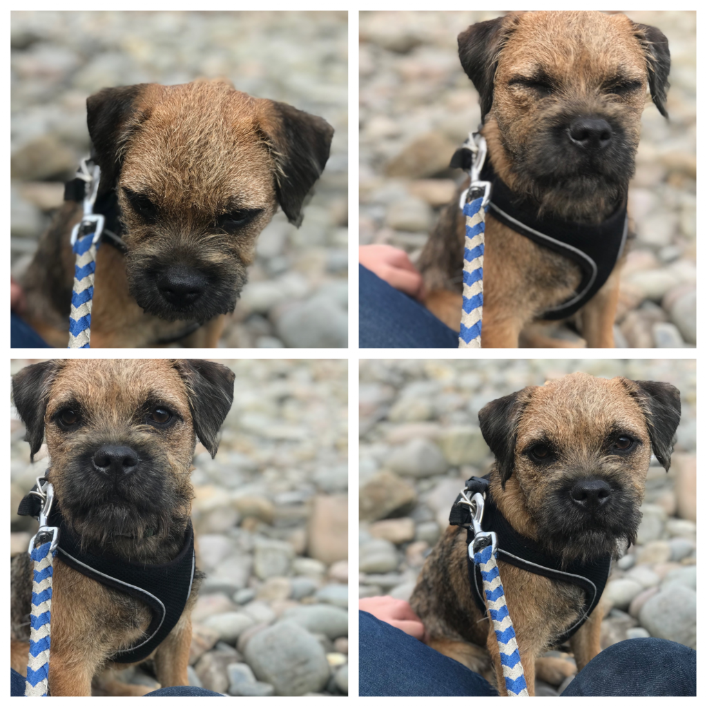 Billy and the reality of owning a puppy